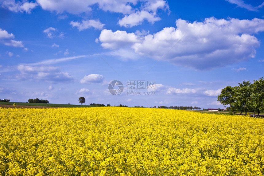 美丽的黄色油菜田风景图片
