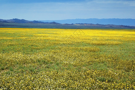 黄色春天草原和山脉图片
