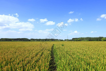 稻田水稻种植图片
