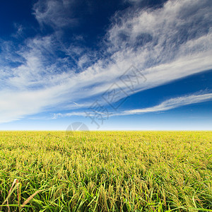蓝天的稻田图片