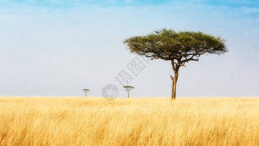 三棵阿卡西亚树通向遥远的距离在宽阔的露天田野里位于肯尼背景图片