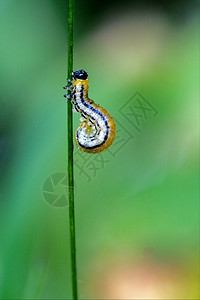 凤蝶科的毛虫在头枝茴香中背景图片