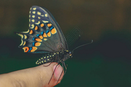 蝴蝶在手上明亮美丽的蝴蝶燕尾蝶图片