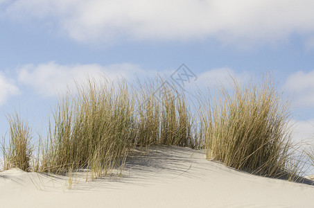 荷兰Terschellin海岸的土背景图片
