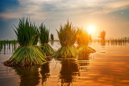 阳光下稻田里的水稻植物图片