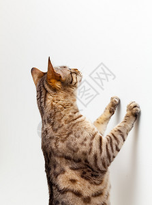 可爱的金刚猫抓着墙壁向上伸手去寻找一个图片