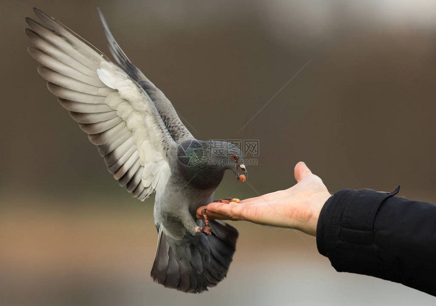 野鸽用手喂食英国图片