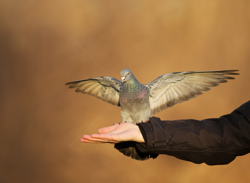 野鸽用手喂食英国图片
