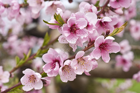 樱桃树花图片