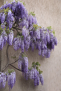 开花的紫藤藤图片