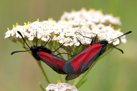 两只蝴蝶Zygaenida图片