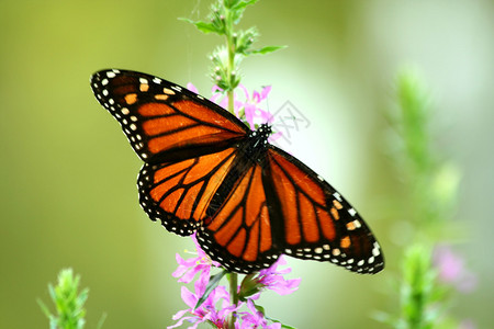 帝王蝶以花为食背景图片