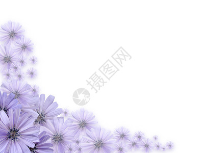 由美丽的紫雏菊花制成的漂亮边框图片