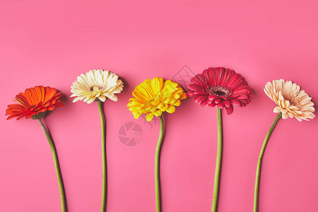 彩色的Gerbera花朵在粉红色母亲图片