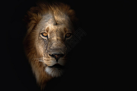 大雄狮肖像看着摄影机野生动物在自然栖息地里非洲野生动物图片