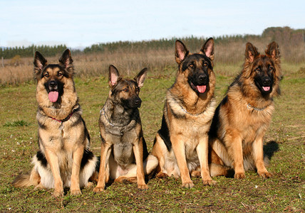 四只纯种德国的狗牧羊人图片