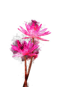 粉红色睡莲开花的水彩图像图片