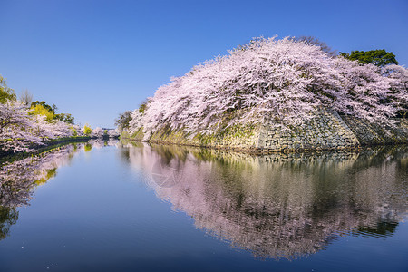 希高日本樱桃树在希科图片