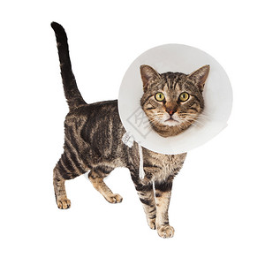 一只身着塑料锥领的条纹成年猫图片