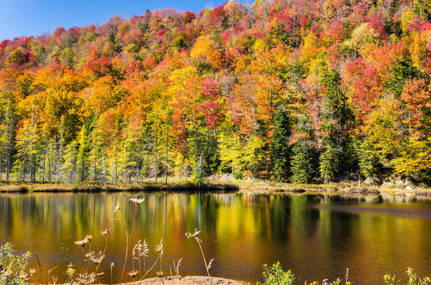 在阳光明媚的秋日树木倒映在池塘里图片