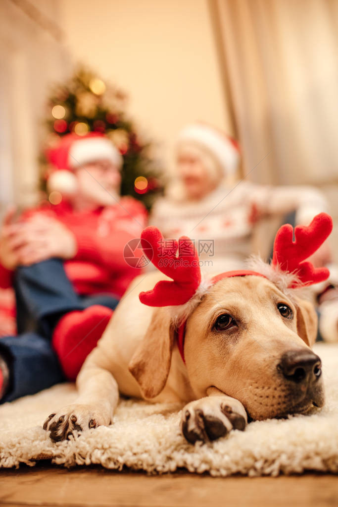 带圣诞驯鹿角的可爱拉布多人猎犬老年图片