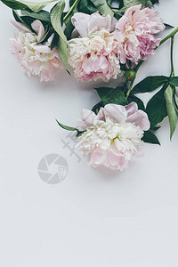 浅粉色牡丹的顶视图白色的叶子图片