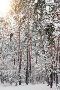 美丽的白雪皑的冬季森林和阳光的风景图片