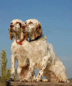 美丽的一对纯种英国塞特犬猎犬图片