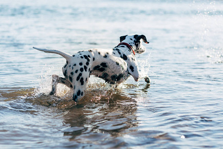 达尔马提亚狗在水中玩耍图片