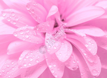 一朵花的抽象花瓣与滴背景图片