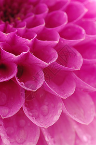 一朵花的抽象花瓣与滴图片