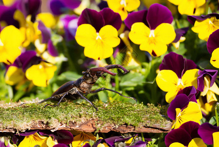 在英国花园的紫罗兰花朵中图片