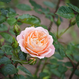 春天的玫瑰花照片图片