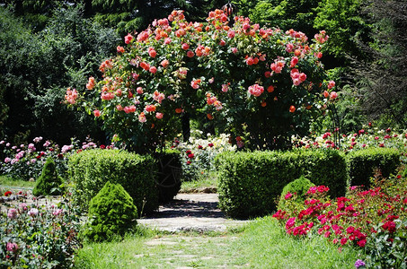 玫瑰花卉园艺和园林绿化的照片图片