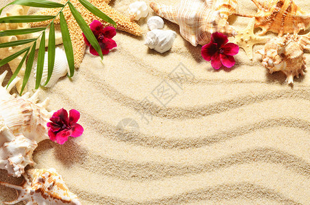 海壳和沙上花朵顶图片