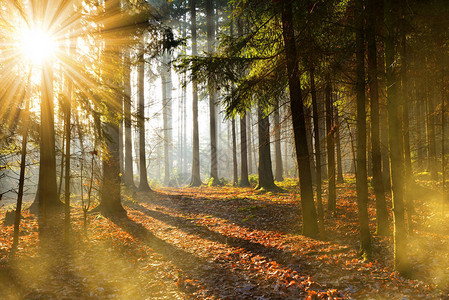 森林中美丽的晨光和阳光照耀的景图片