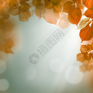 与叶子和晚上光的抽象秋天背景图片