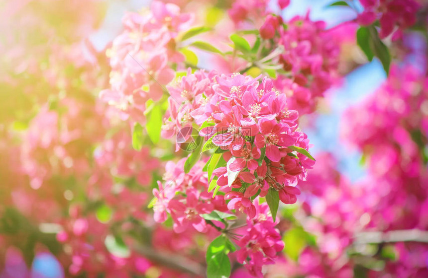 春天盛开的粉红色树木选择聚焦图片
