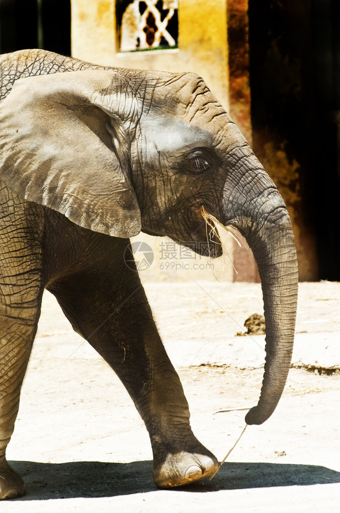 大象在动物园吃东西图片
