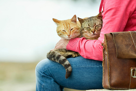 两只猫躺在坐石墙上花园里的女人腿上马略卡岛巴利阿图片