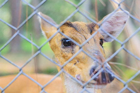 笼子里的鹿正在动物园等图片