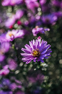 近距离欣赏美丽盛开的紫色鲜花图片