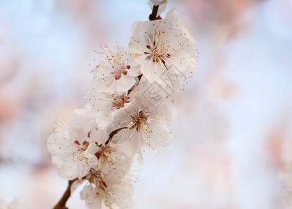 花园里盛开的杏花美丽的春季节背景适合贺卡婚礼请图片