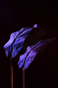 热带树叶的彩色图片黑色上有紫色灯光图片