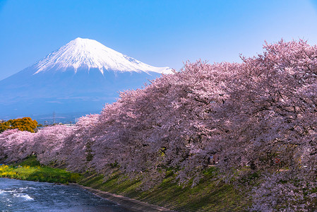 清晨在日本静冈河边有樱桃花的富士图片