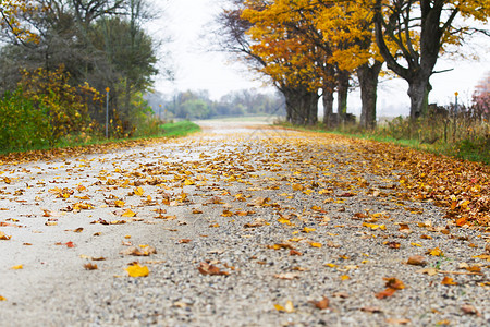 秋天树木干枯落叶的街道形象图片