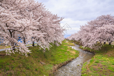 樱花和溪流日本背景图片