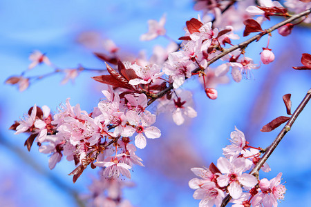 樱桃李树美丽的枝条图片