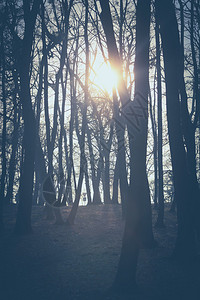 阳光穿过树木复古色彩图片