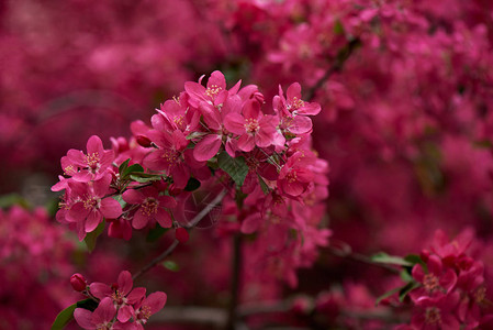 树枝上美丽的粉红杏花图片